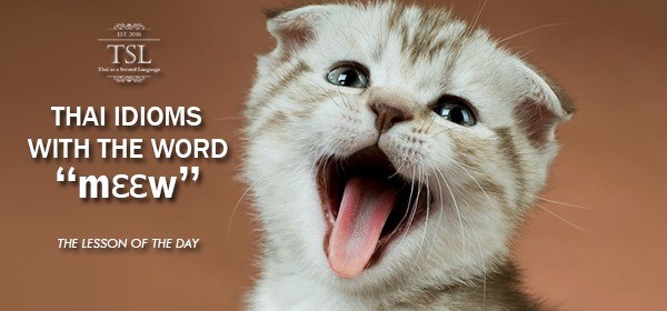 Thai Idioms แมว